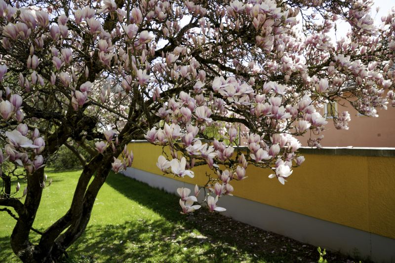 Best Tub To Shower Conversion pros in Magnolia, TX
